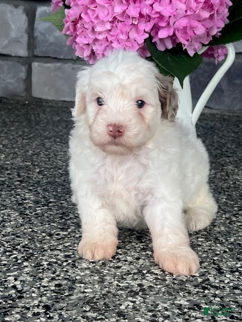 Aussiedoodle dogs Fizz Mini Aussiedoodle  - Ad 2
