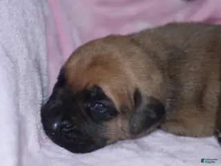 English Mastiff dogs Jenny (Fawn) - Ad 2