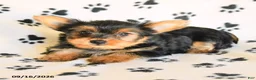 Yorkshire Terrier dogs for sale: Nora - Ad 3