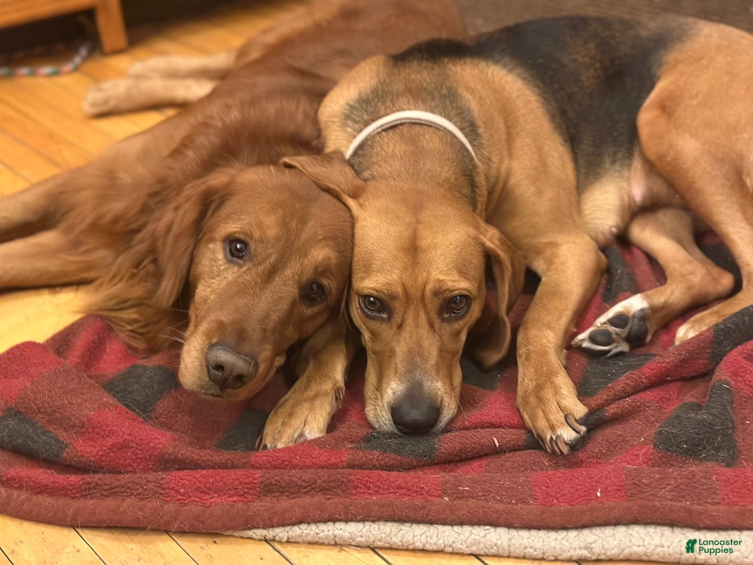 Mixed Breed dogs for sale: Holly  - Ad 8