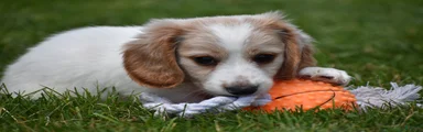 Biscuit