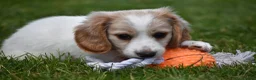 Miniature Dachshund dogs for sale: Biscuit - Ad 1