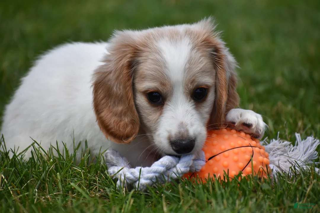 Miniature Dachshund dogs for sale: Biscuit - Ad 1