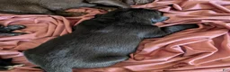 Newfoundland dogs for sale: Halo - Ad 19