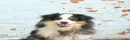 Miniature Australian Shepherd dogs for sale: Zoe - Ad 5