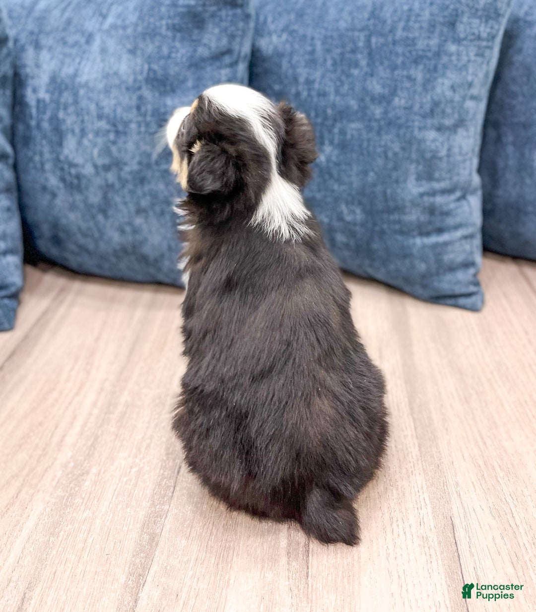 Miniature Australian Shepherd dogs for sale: Baxter - Ad 5