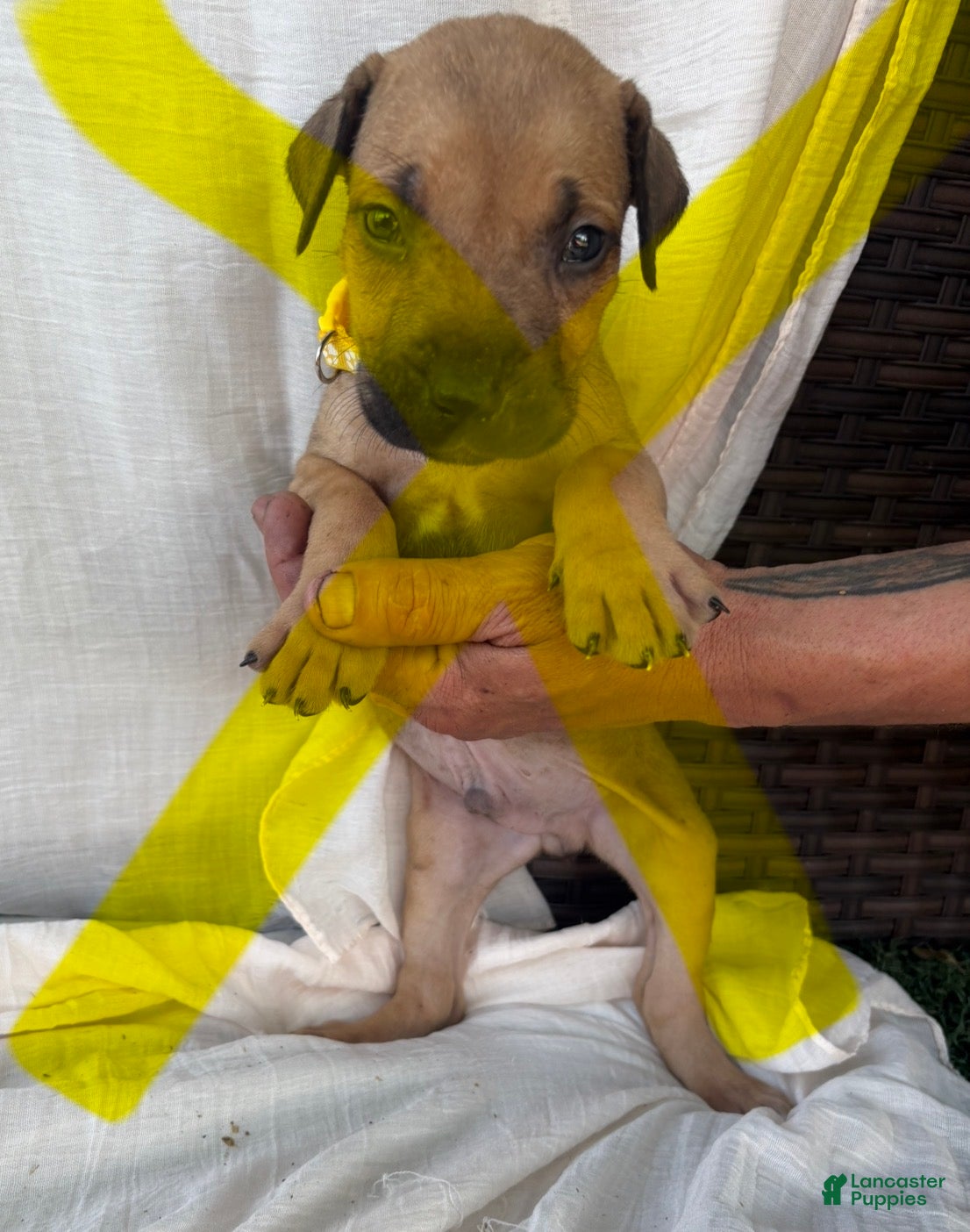 South African Boerboels dogs South African Boerboels Puppy 6 - Ad 11