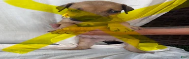South African Boerboels Puppy 6