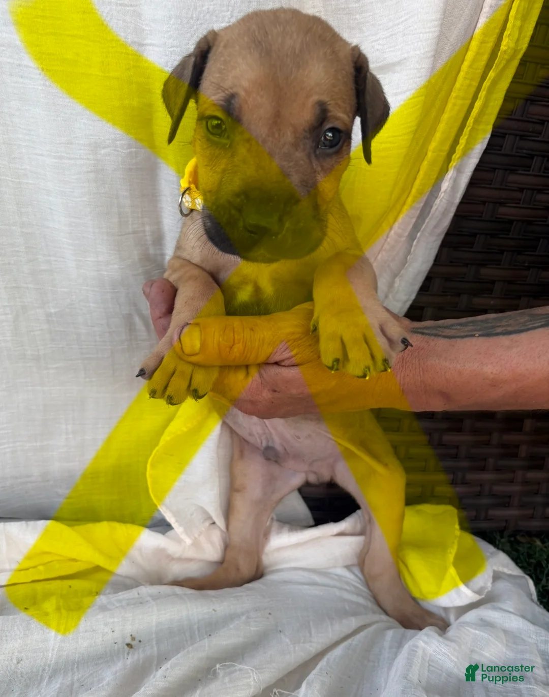 South African Boerboels dogs for sale: South African Boerboels Puppy 6 - Ad 1