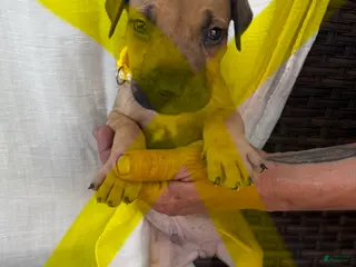 South African Boerboels dogs South African Boerboels Puppy 6 - Ad 11