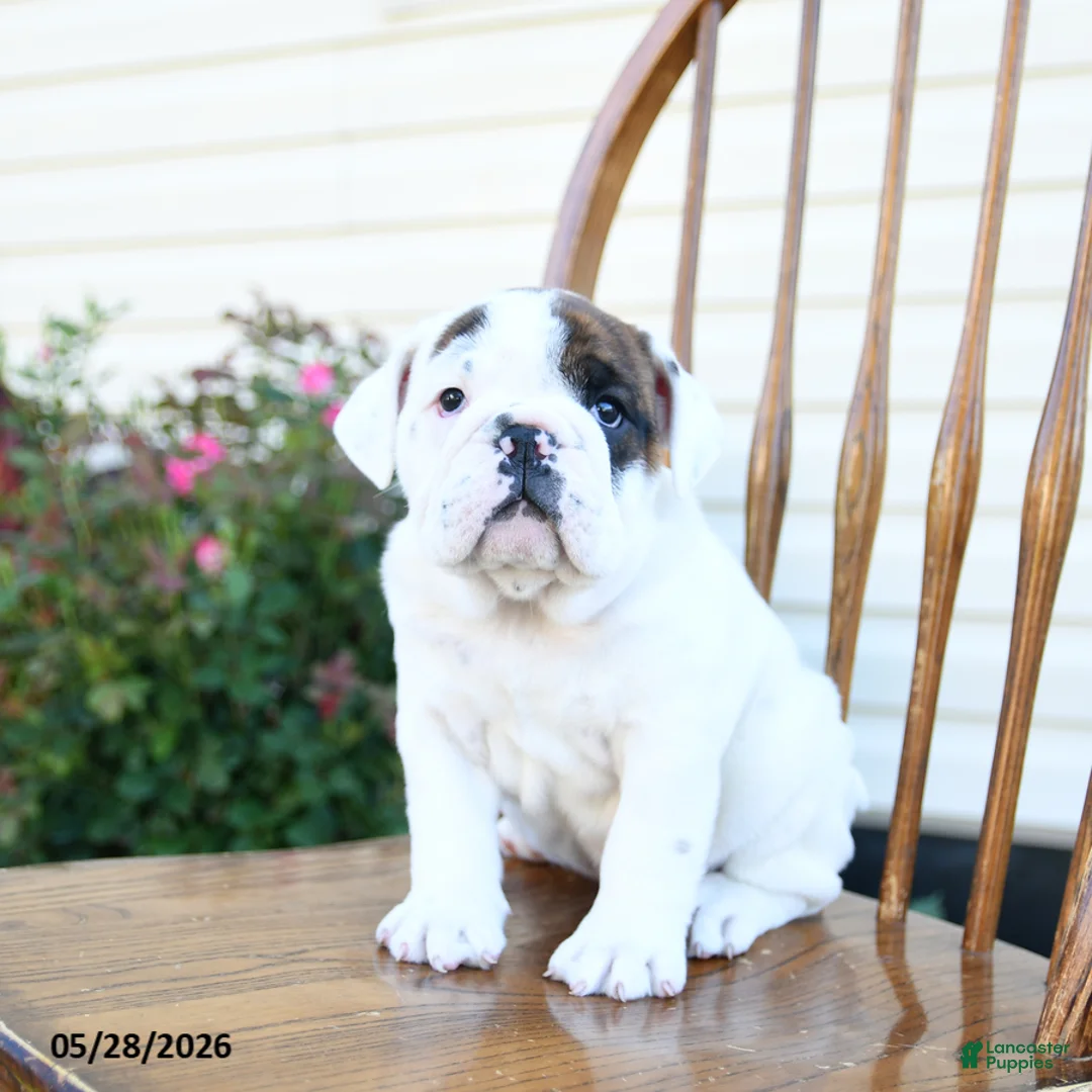 English Bulldog dogs for sale: Pickles - Ad 1