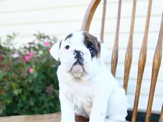 English Bulldog dogs for sale: Pickles - Ad 2
