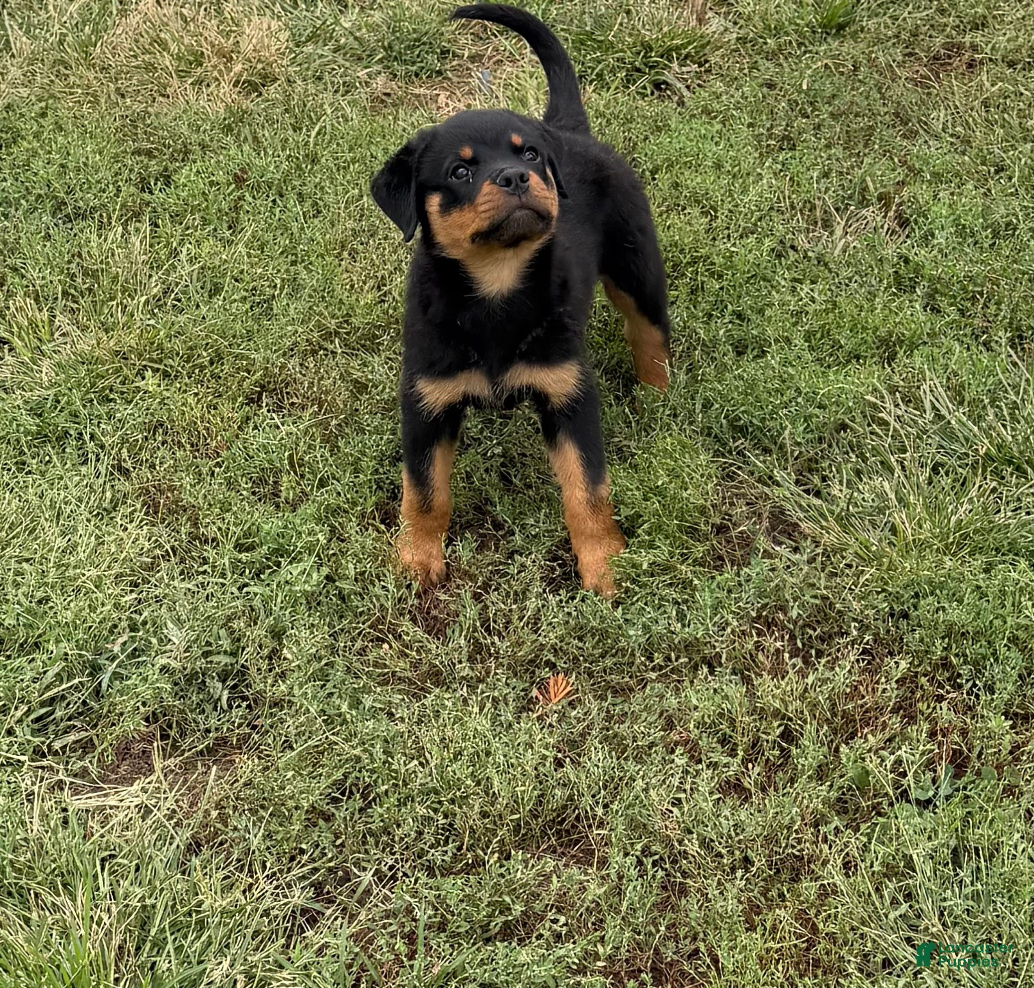 Rottweiler dogs Green collar boy  - Ad 2
