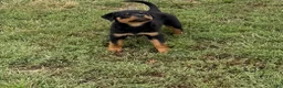 Rottweiler dogs for sale: Green collar boy  - Ad 2