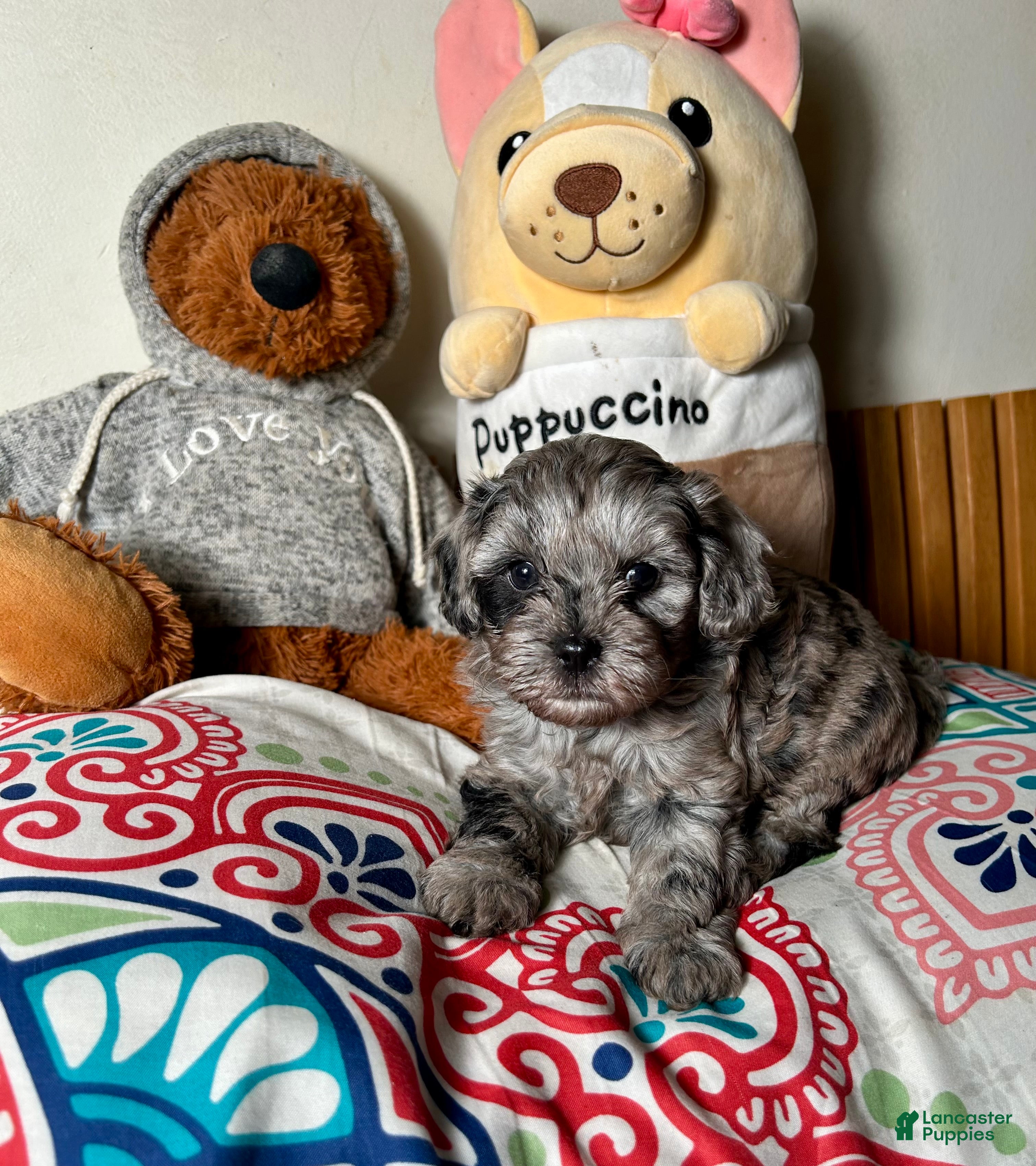 Cavapoo dogs for sale: Aiko - Ad 1