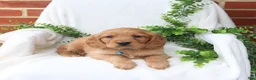 Miniature Golden Retriever dogs for sale: Jesse - Ad 3