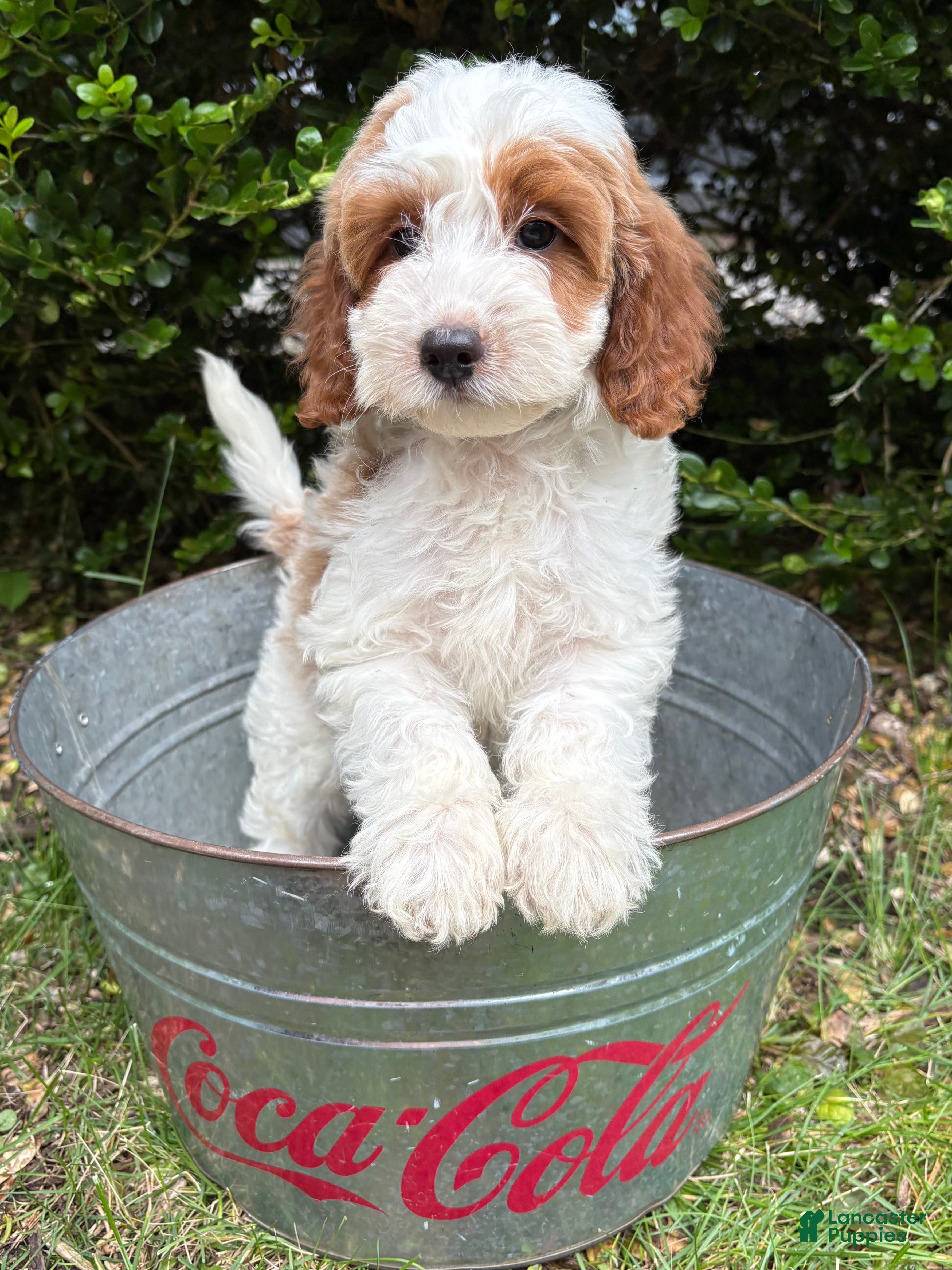 Goldendoodle dogs Abe  - Ad 2