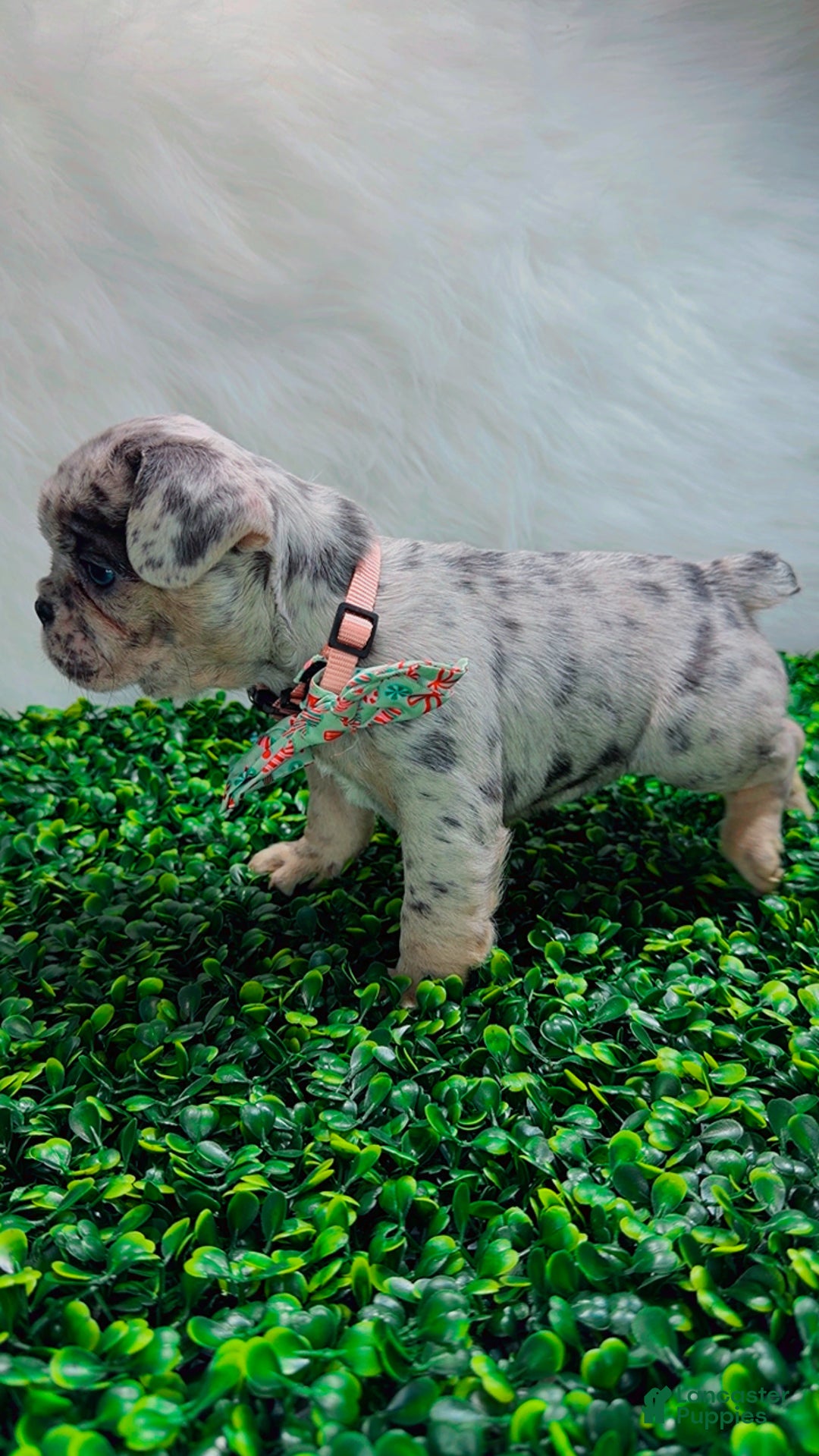 French Bulldog dogs for sale: TIFFANY - Ad 5