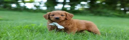 Goldendoodle dogs for sale: Charlie - Ad 8