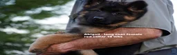German Shepherd dogs for sale: German Shepherd 3 - Ad 2