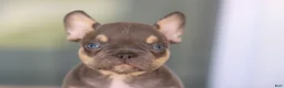 French Bulldog dogs for sale: French Bulldog Boy 1 - Ad 3
