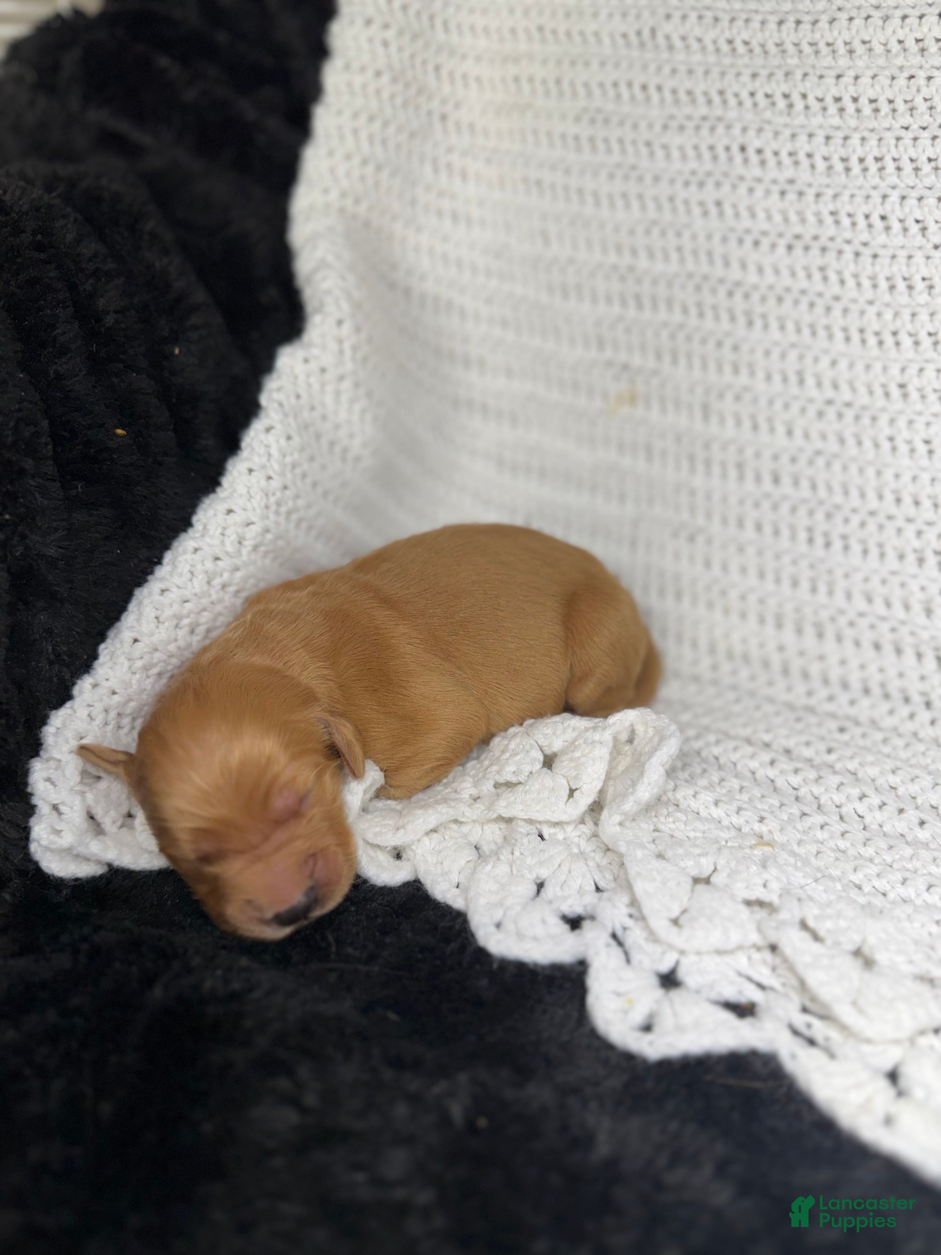 Golden Retriever dogs Golden Retriever Puppy 3 - Ad 36