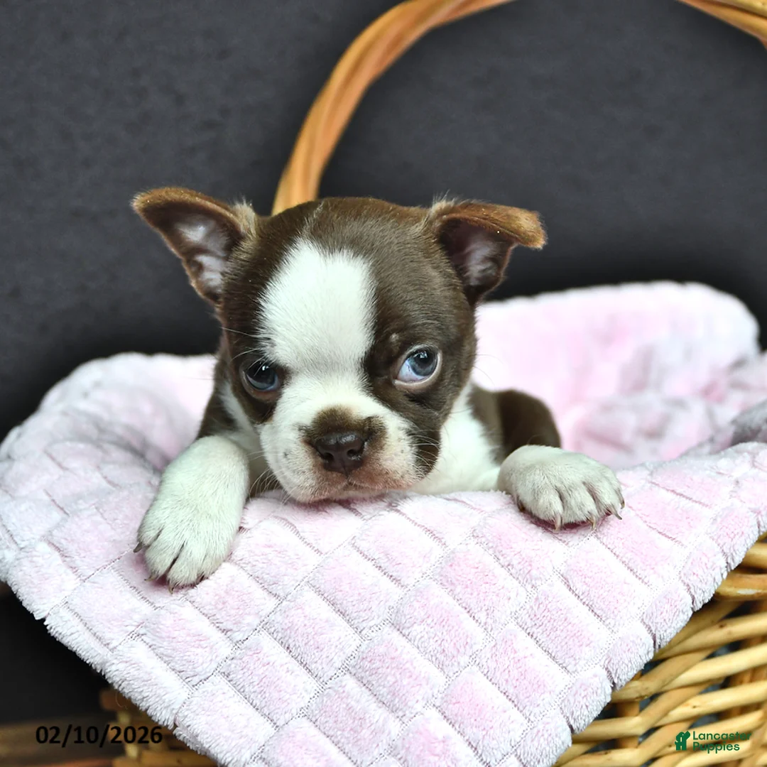 Boston Terrier dogs for sale: Ellie - Ad 1