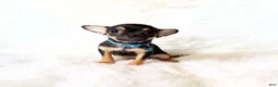 Chihuahua dogs for sale: Maxwell  - Ad 2