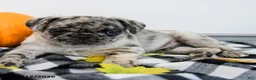 Pug dogs for sale: Palmer - Ad 5