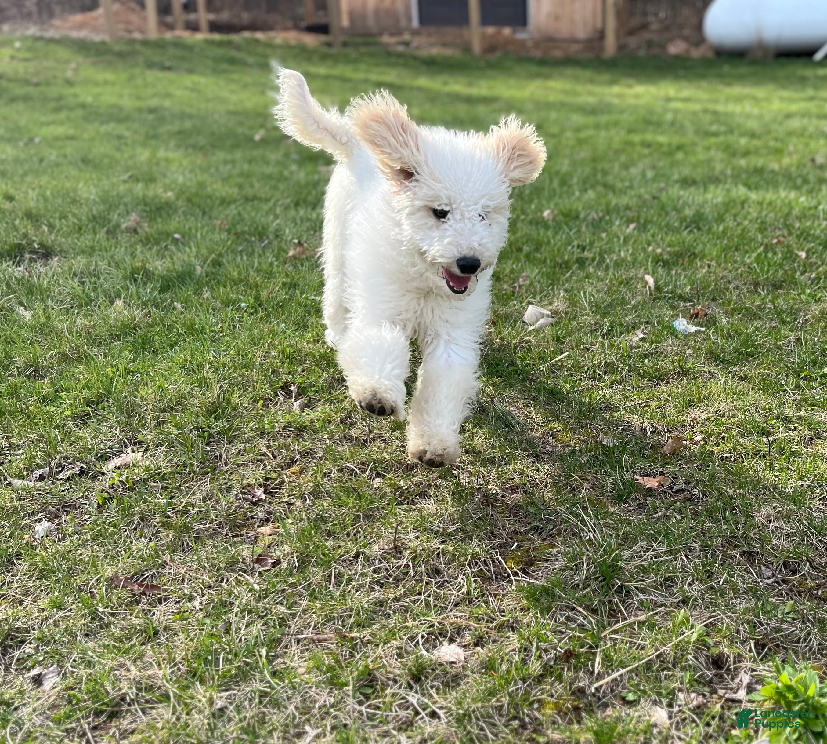 Mixed Breed dogs Mixed Breed Puppy 1 - Ad 2