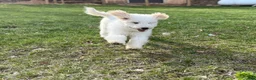 Mixed Breed dogs for sale: Mixed Breed Puppy 1 - Ad 2