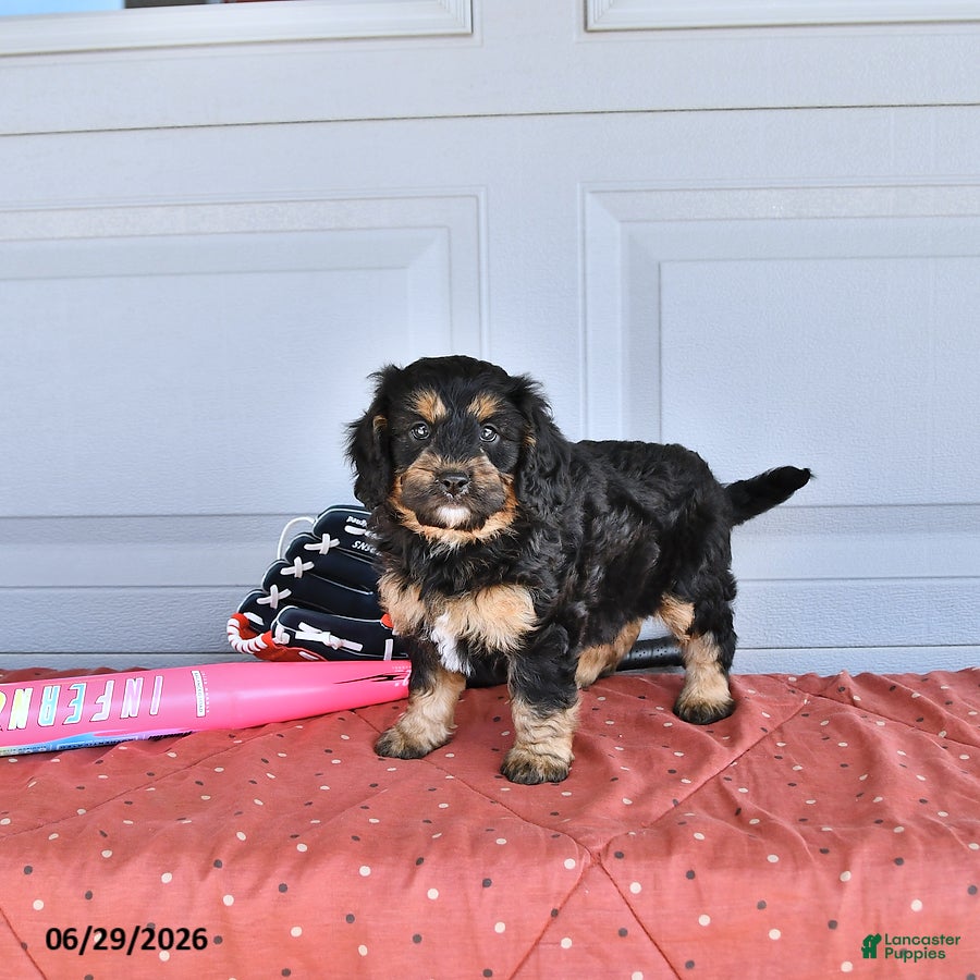 Mixed Breed dogs Mac   - Ad 2