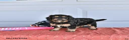 Mixed Breed dogs for sale: Mac   - Ad 2