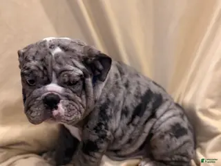 English Bulldog dogs Judy - Ad 27