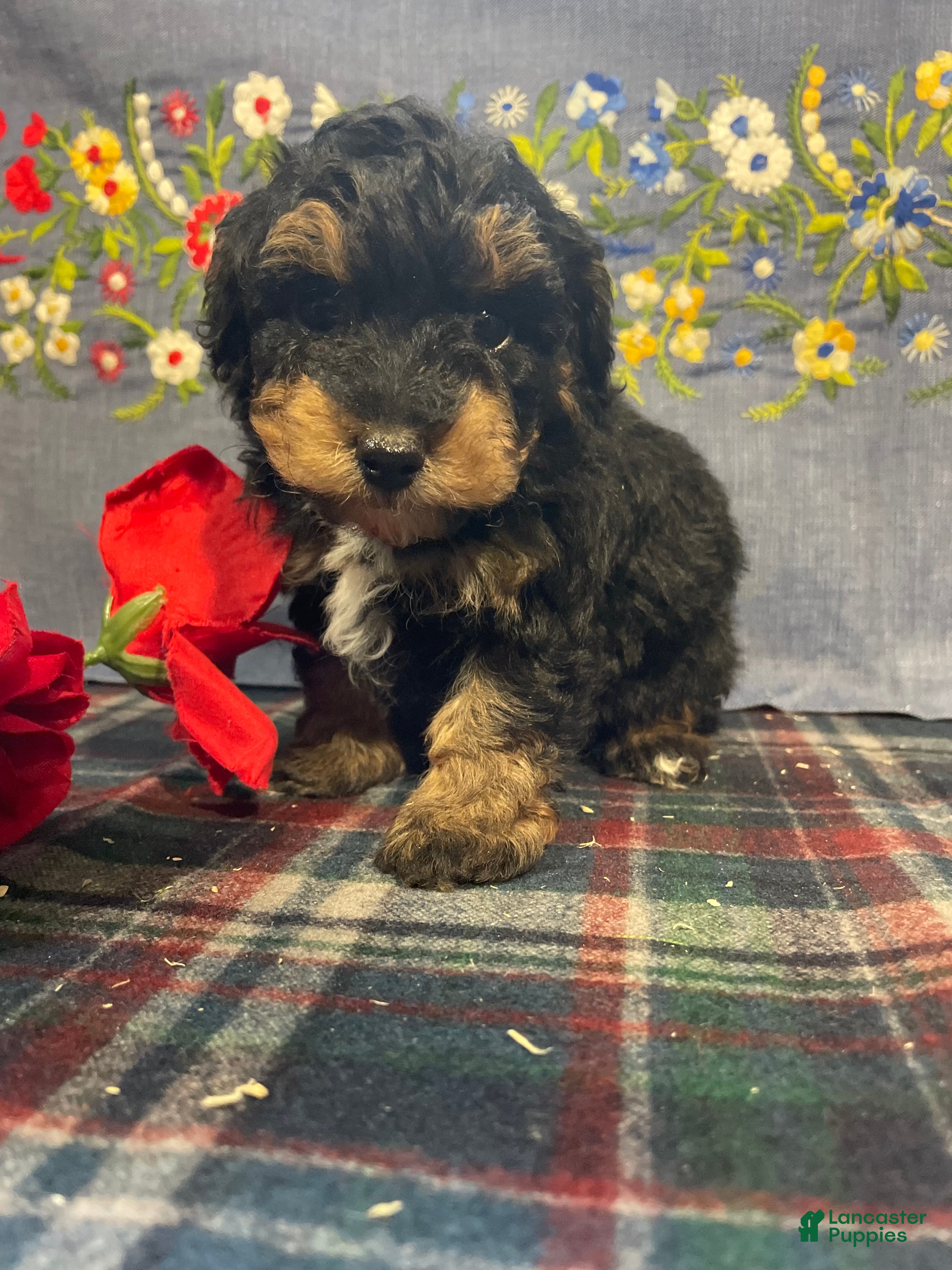 Toy Poodle dogs Teddy - Ad 22