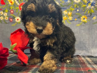 Toy Poodle dogs for sale: Teddy - Ad 3
