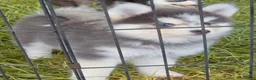 Pomsky dogs for sale: Luna Blue - Ad 8