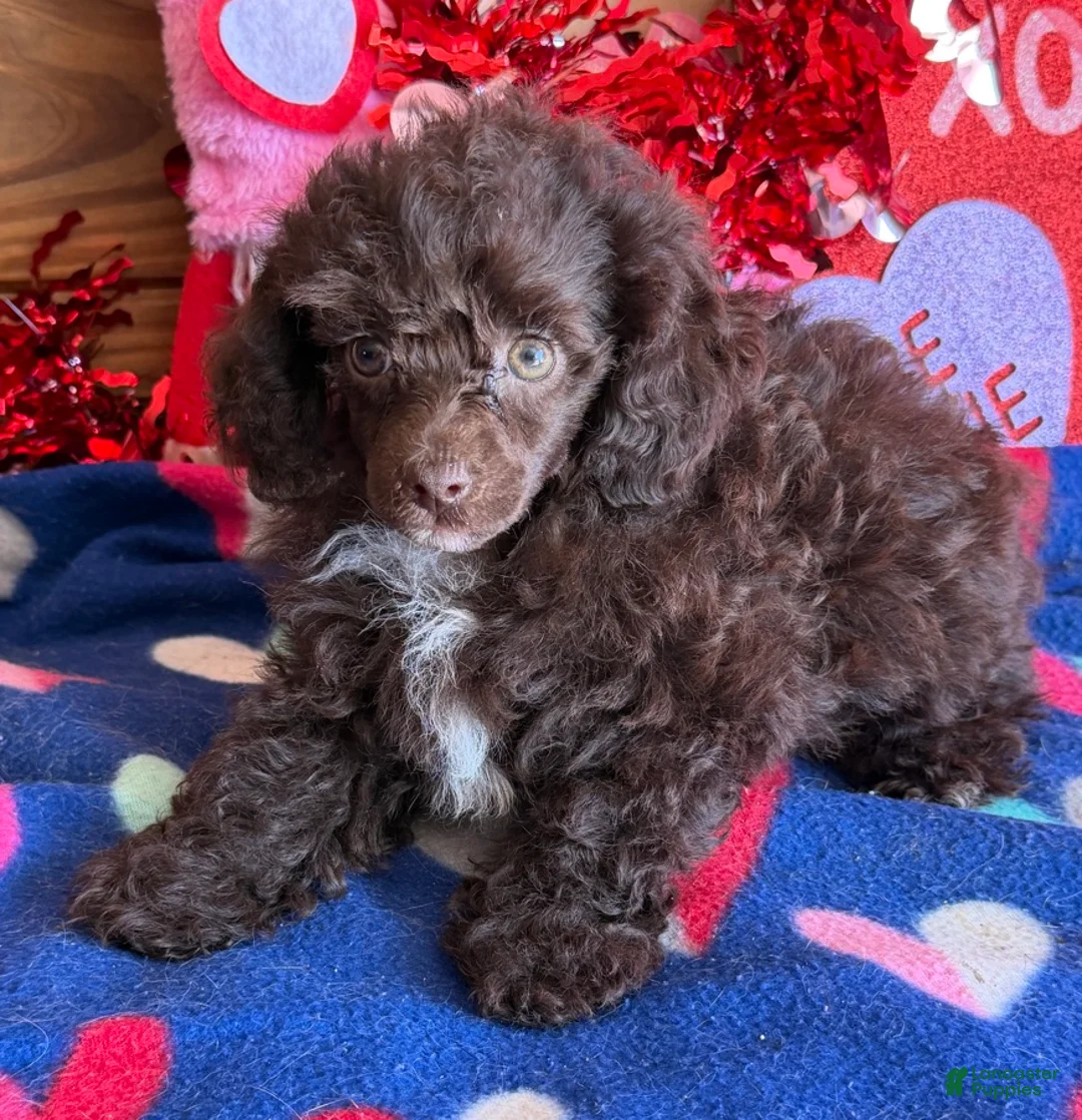 Toy Poodle dogs for sale: Cocoa - Ad 3