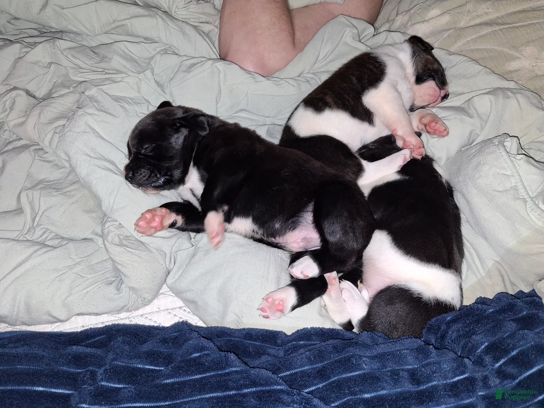 Mixed Breed dogs for sale: Mixed Breed Puppy 1 Bear - Ad 2