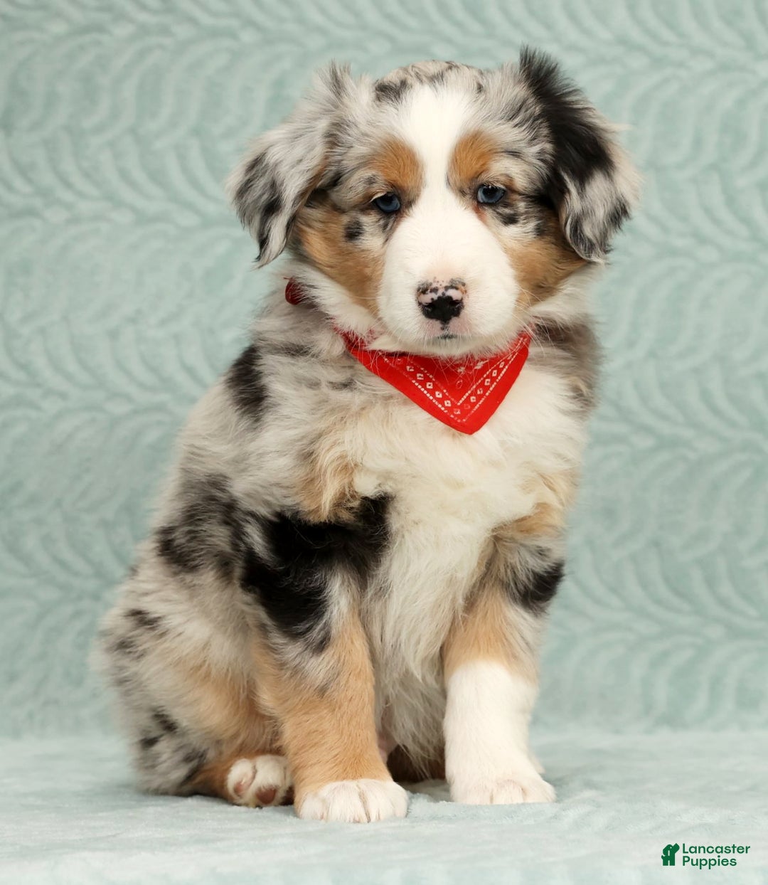 Australian Shepherd dogs for sale: River - Ad 1