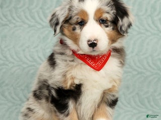 Australian Shepherd dogs River - Ad 9