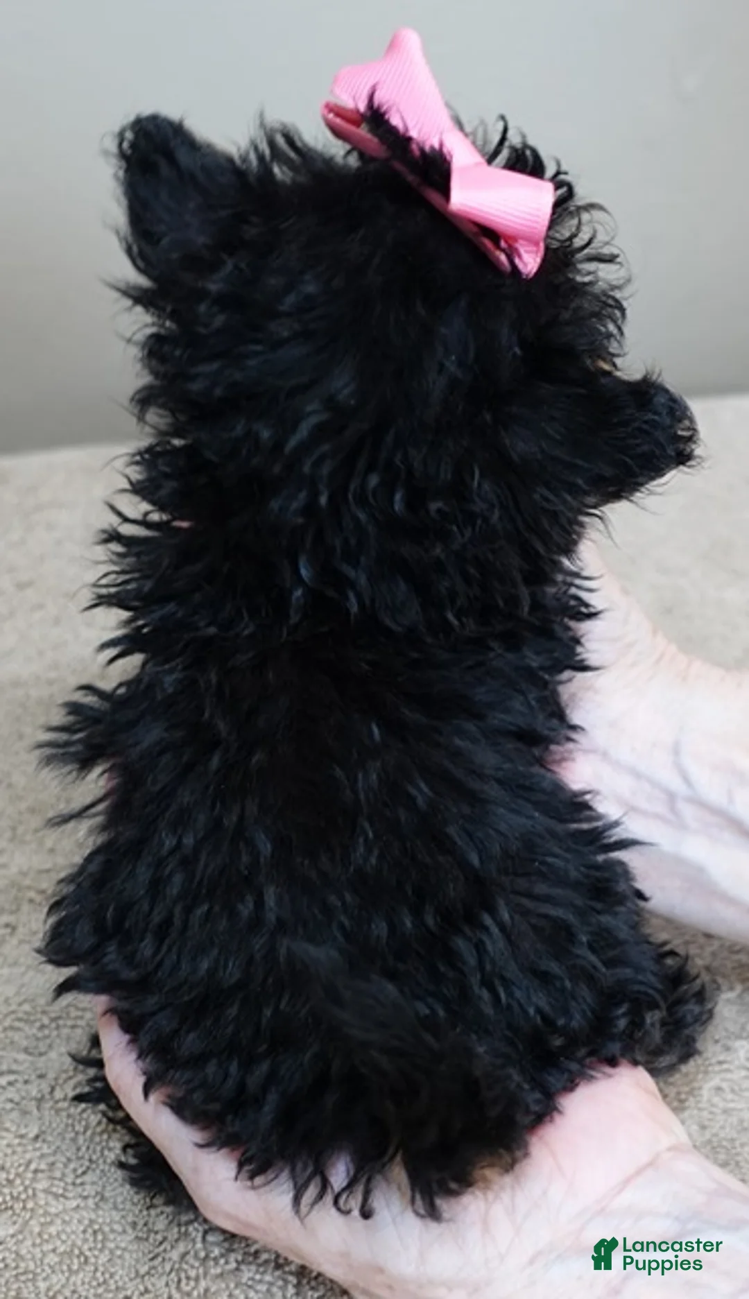 Maltipoo dogs for sale: 1 lb miracle - Ad 2