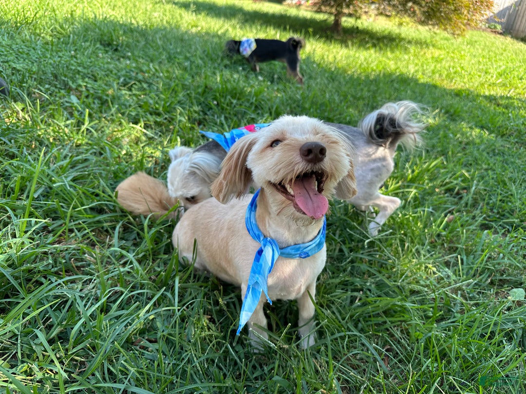 Maltipoo dogs for sale: Mr Rollie - Ad 5