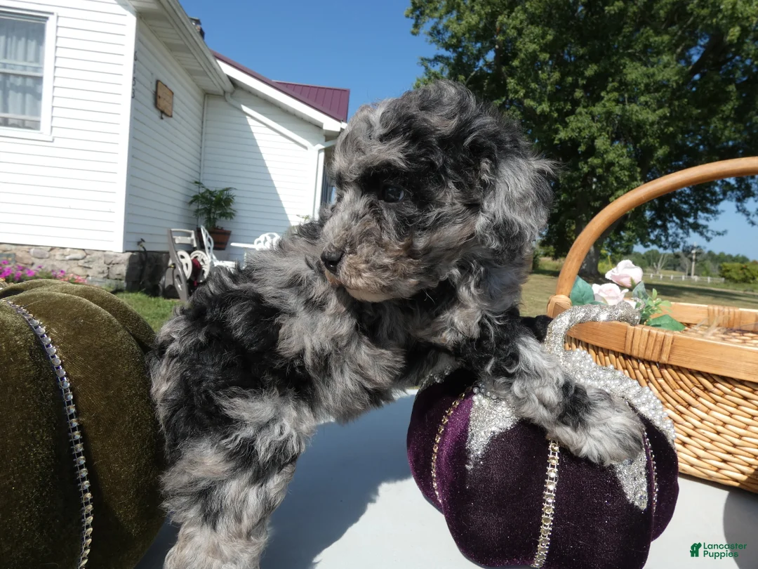 Toy Poodle dogs for sale: Toy Poodle 5 Mocha - Ad 2