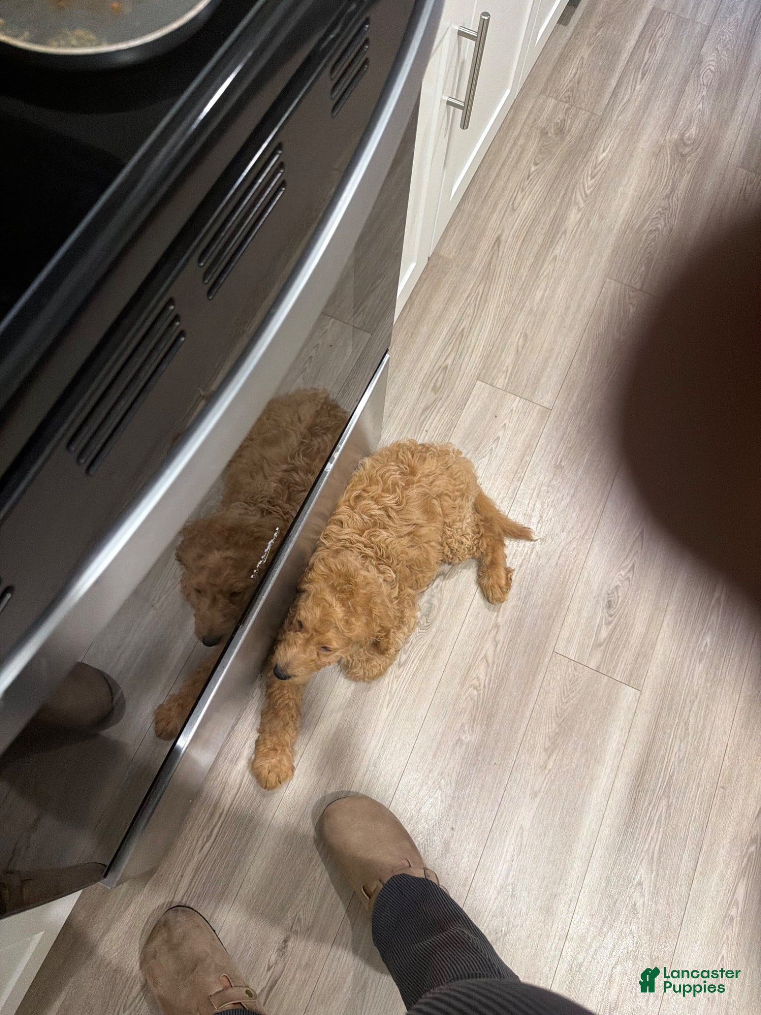 Goldendoodle dogs Goldendoodle Puppy 1 - Ad 1