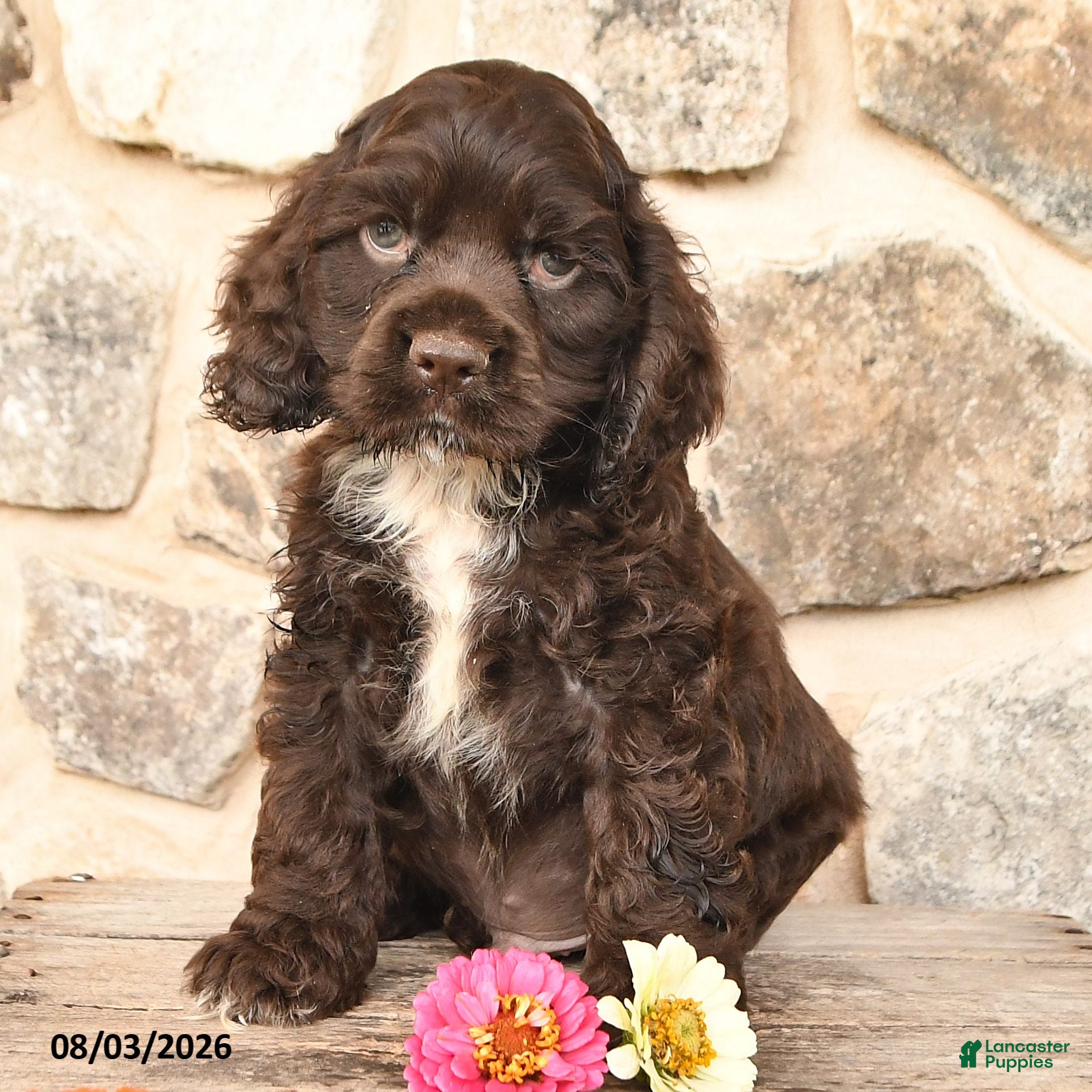 Cocker Spaniel dogs Dallas - Ad 2