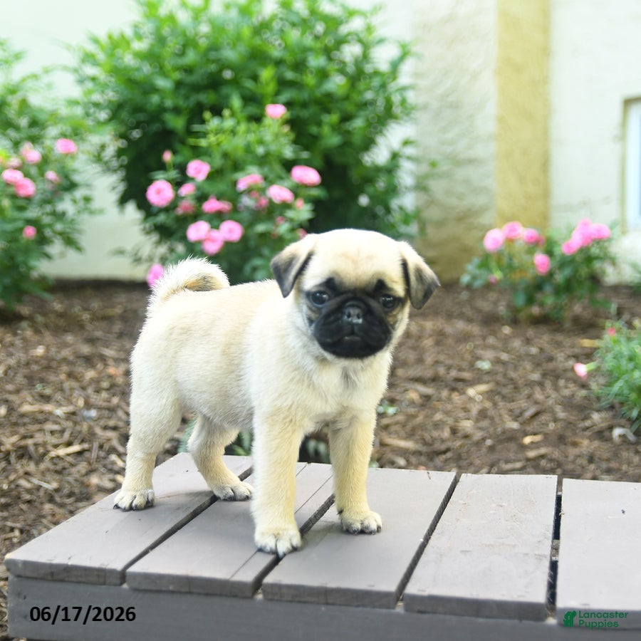 Pug dogs Kenzie - Ad 2