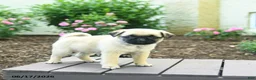 Pug dogs for sale: Kenzie - Ad 2