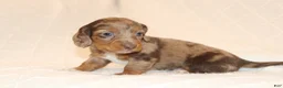 Miniature Dachshund dogs for sale: Rusty - Ad 6