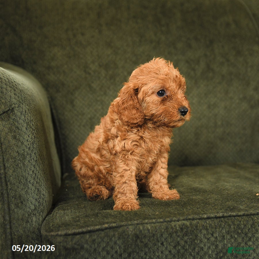 Cockapoo dogs Hazel - Ad 2